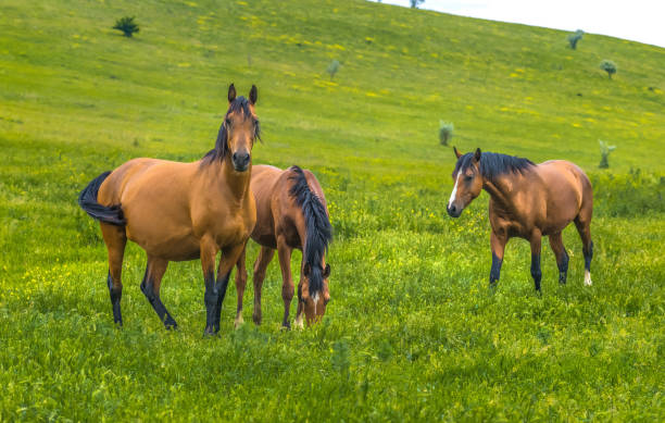 istock Horses in the steppe. 1034960946