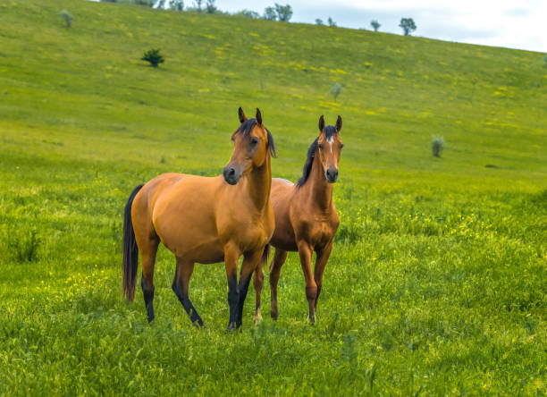 istock Horses in the steppe. 1034961110