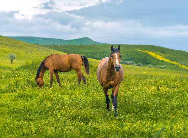 istock Horses in the steppe. 1034961522