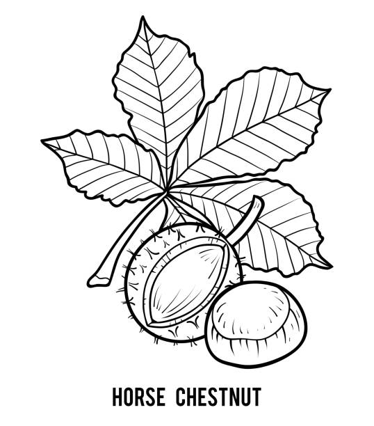 Conker Colouring In 120+ Conker Tree Autumn Stock Illustrations, Royalty-Free Vector ...