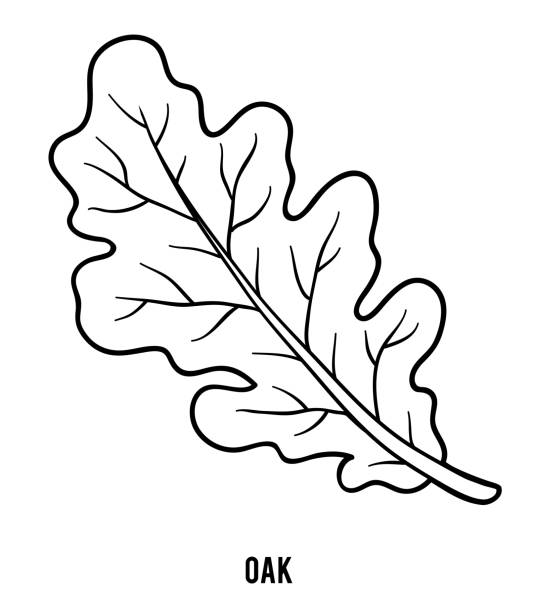 ilustrações de stock, clip art, desenhos animados e ícones de coloring book, oak leaf - oak leaf oak tree acorn season