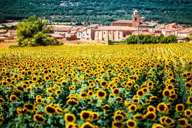 Sunflower field with ancient village at background. Photo taken at noon with bright sunlight in Soria Province, Castilla y León-Spain. DSRL outdoors photo taken with Canon EOS 5D Mk II and Canon EF 70-200mm f/2.8L IS II USM Telephoto Zoom Lens