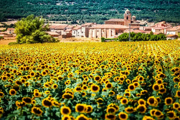 Sunflower field with ancient village at background. Photo taken at noon with bright sunlight in Soria Province, Castilla y León-Spain. DSRL outdoors photo taken with Canon EOS 5D Mk II and Canon EF 70-200mm f/2.8L IS II USM Telephoto Zoom Lens
