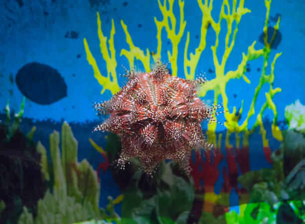Sea urchin. Tripneustes sp. in aquarium Sea urchin in water. Tripneustes sp. in aquarium tripneustes stock pictures, royalty-free photos & images