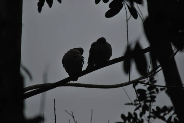 istock nature, lake, birds, feather, fly. 1034974928