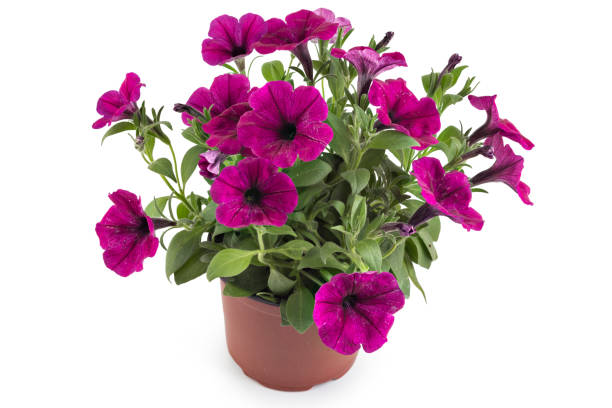 istock Petunia flowers 1034977380