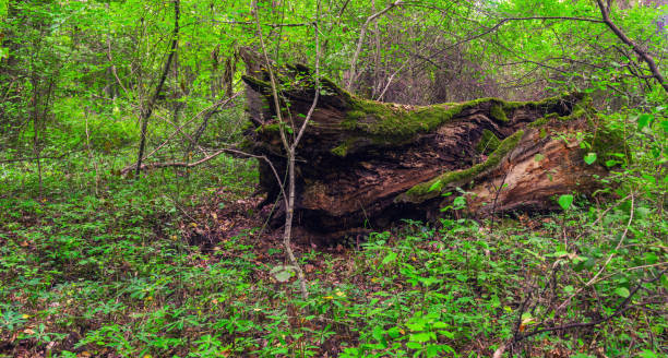 istock Old moss covered stump in the forest 1034980050