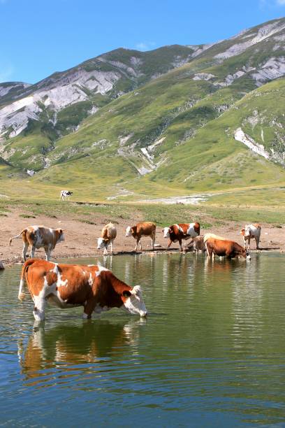 istock Thirsty cows in the lake 1034980602