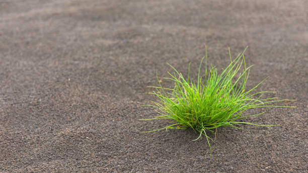 istock A young green sprout on the sand 1034982132
