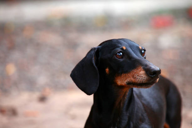 istock Dachshund Dog autumn Garden 1034982474