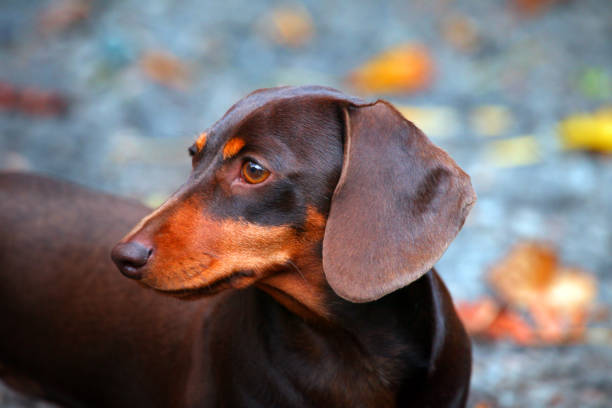 istock Dachshund Dog autumn Garden 1034982518