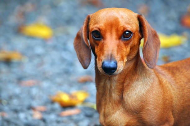 istock Dachshund Dog autumn Garden 1034982522
