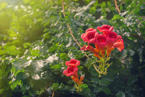 Flores de la enredadera de trompeta flamenca en jardín photo
