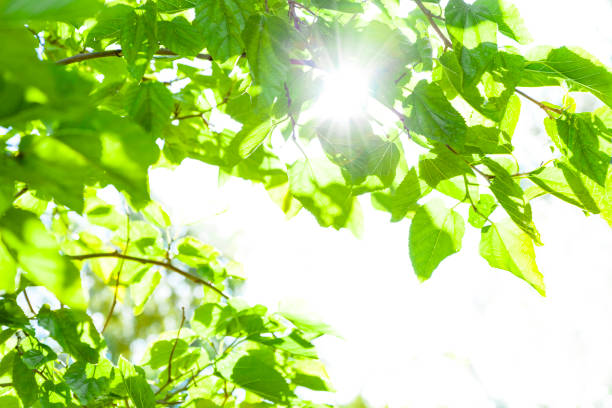 Green leaves background with sun rays coming trough them. Useful copy space available for text and/or logo. DSRL outdoors photo taken with Canon EOS 5D Mk II and Canon EF 24-105mm f/4L IS USM Wide Angle Zoom Lens