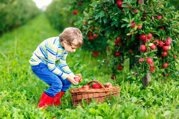 活発な幸せな金髪の子供男の子を選ぶと有機農場で赤いリンゴを食べる秋屋外。面白い少し幼児を支援し、収穫を楽しんでします。 - orchard child crop little boys ストックフォトと画像