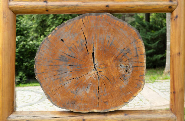 Large circular piece of wood cross section with annual ring texture pattern and cracks. Detailed organic surface from nature.