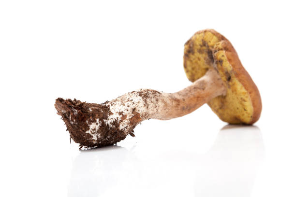 istock Mushroom boletus on white background 1034988546