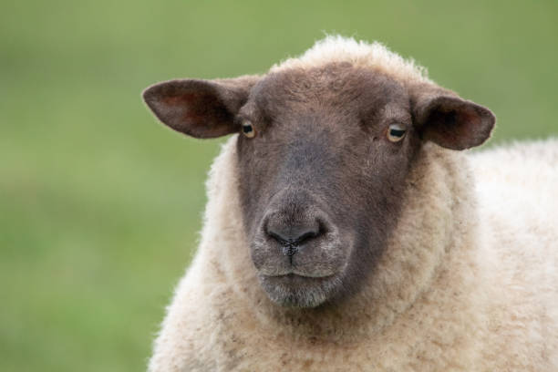 istock Head and Shoulders of a Sheep on Green 1034993196