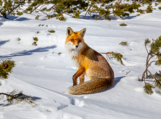 istock Beautiful wild red fox in the mountains, with fresh snow and mist 1034994992