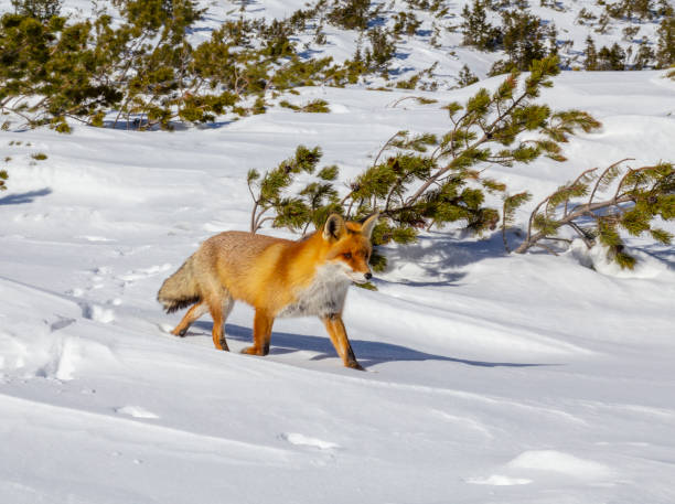 istock Beautiful wild red fox in the mountains, with fresh snow and mist 1034995000