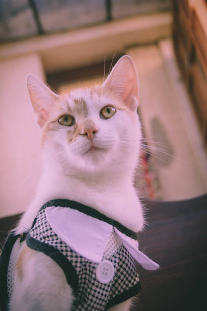 istock Close-Up Portrait Of Cat 1034995470