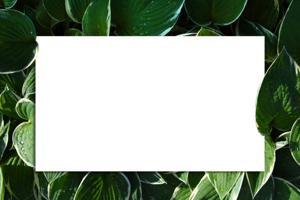 Empty white paper between green nature leaves template  summer colors
