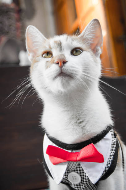 istock Close-Up Portrait Of Cat 1034995900