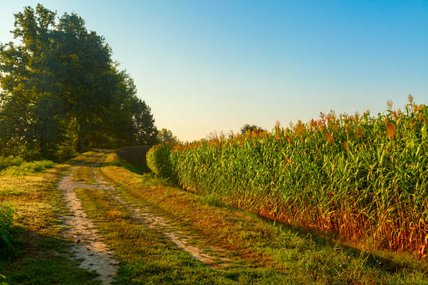 istock countryside road view 1034999132