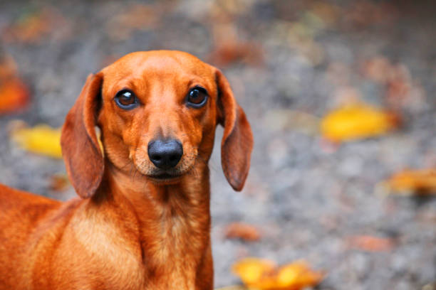 istock Dachshund Dog autumn Garden 1034999722