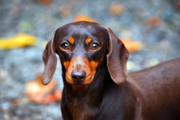 istock Dachshund Dog autumn Garden 1034999738