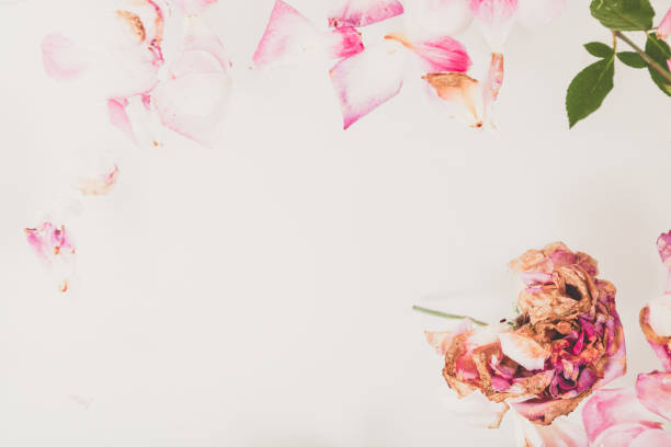 istock Romantic abstraction. Petals of withered roses on white background 1035005390