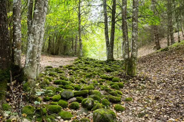 A river of stones in the mysterious forest of Pokaini Forest, Latvia.