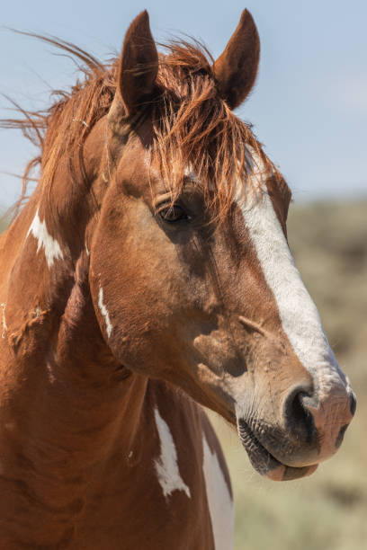 istock Wild Horse Portrait 1035011074