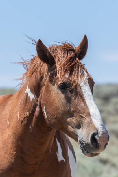 istock Wild Horse Portrait 1035011086