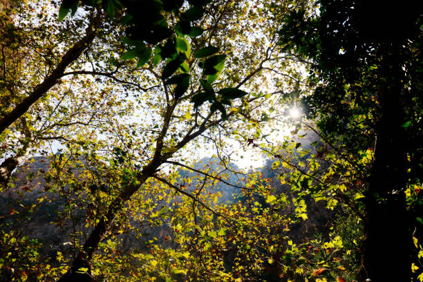Beautiful nature at morning in misty spring forest with sun