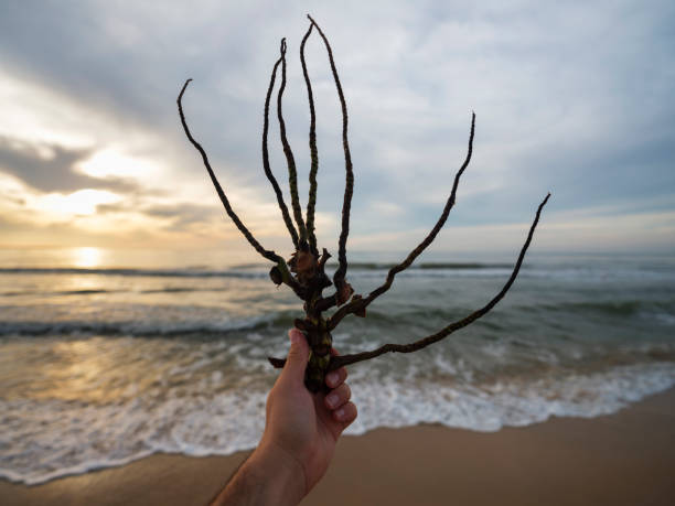Remote tropical island paradise with beach and dead tree branches wood lying buried and sea landscape background
