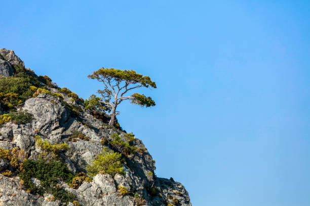 ingle little tree lit by sun before blue sky in Mugla, Fethiye