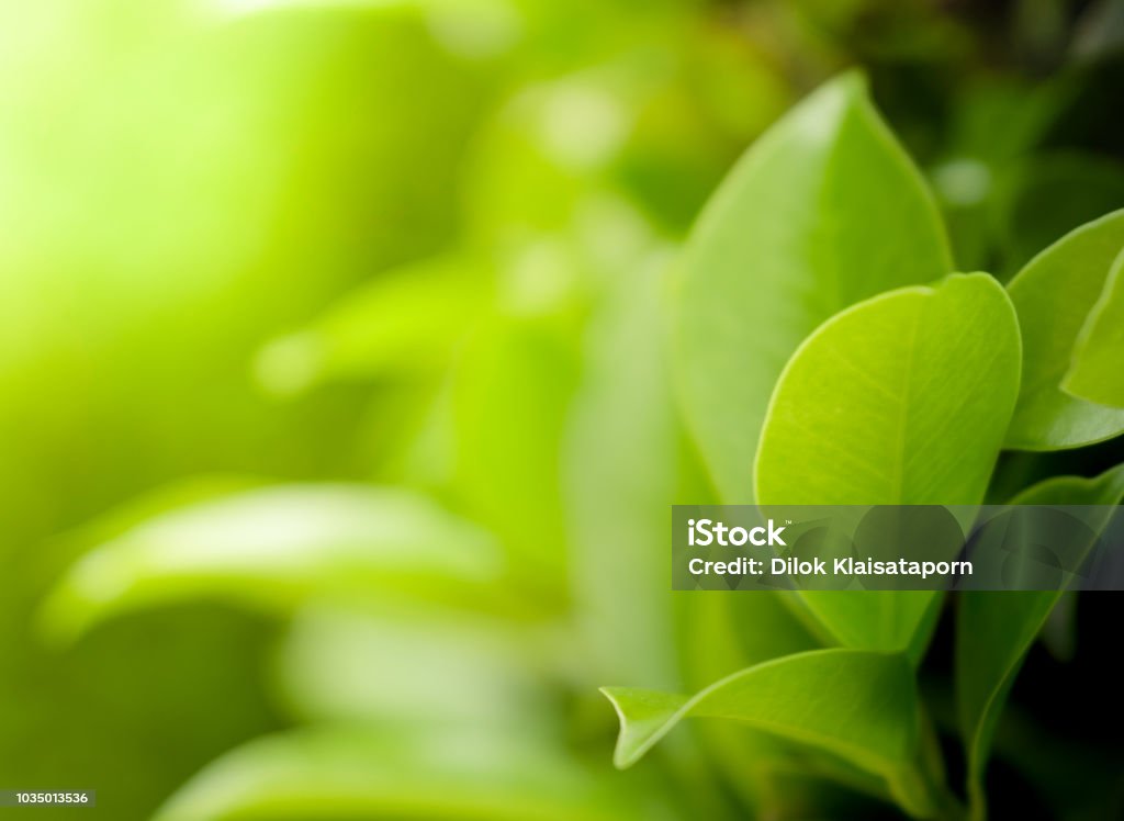 Da vicino bella vista di foglie verdi naturali sul verde sfondo sfocato e luce del sole nel parco pubblico giardino - Foto stock royalty-free di Conservazione ambientale