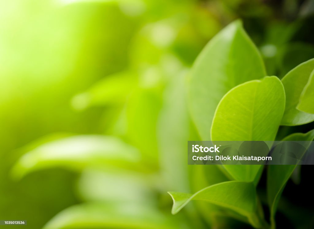 Close up beautiful view of natural green leaves on greenery blurred background and sunlight in public garden park Close up beautiful view of natural green leaves on greenery blurred background and sunlight in public garden park which it have copy space and use for freshness texture backdrop wallpaper. Environmental Conservation Stock Photo