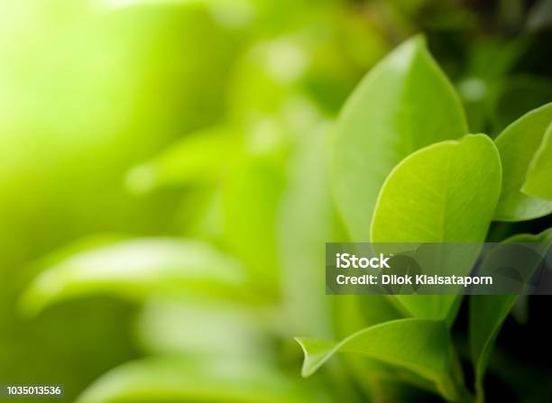 Close Up Beautiful View Of Natural Green Leaves On Greenery Blurred Background And Sunlight In Public Garden Park Stock Photo - Download Image Now