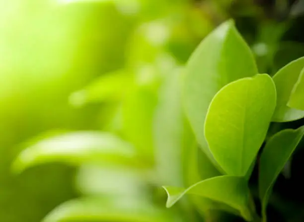 Photo of Close up beautiful view of natural green leaves on greenery blurred background and sunlight in public garden park