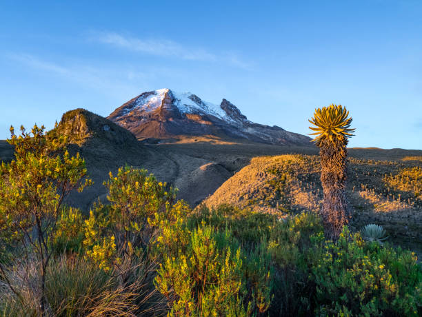 Volcano Tolima in Los Nevados National Park with beatyful vegetation frailejones (Espeletia), Colombia Volcano Tolima in Los Nevados National Park with beatyful vegetation frailejones (Espeletia), Colombia bolivian andes photos stock pictures, royalty-free photos & images
