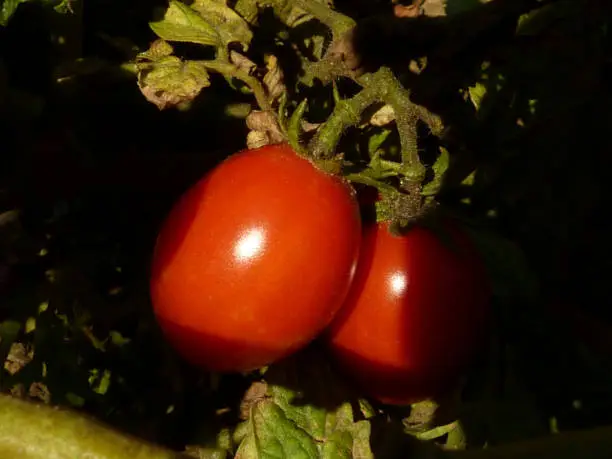 detail of red tomatoes in late summer in strong day light