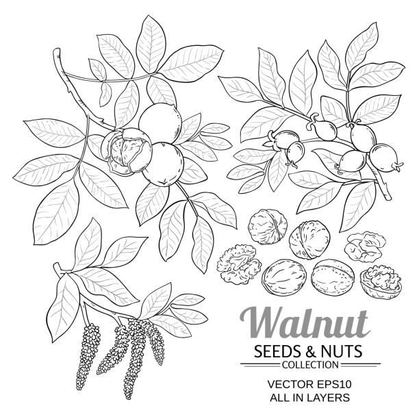 illustrations, cliparts, dessins animés et icônes de vecteur de plantes noyer - walnut nut isolated white background