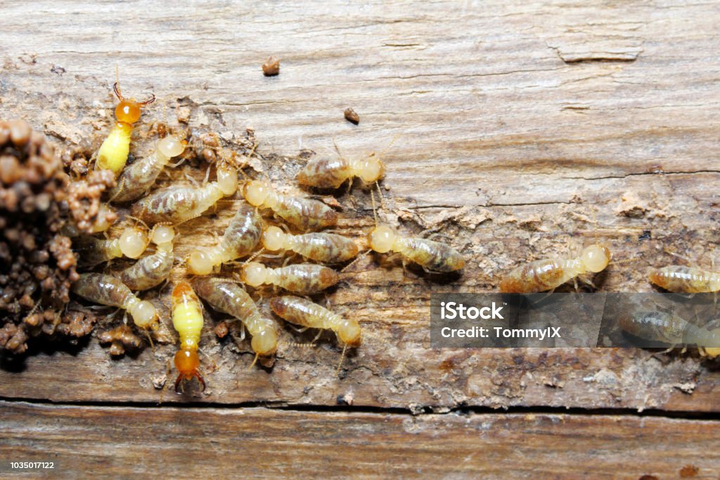 Termite on wood background Closeup worker and soldier termites (Globitermes sulphureus) on wood structure Termite Stock Photo
