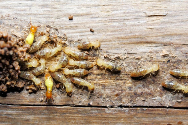 Termite on wood background Closeup worker and soldier termites (Globitermes sulphureus) on wood structure termite photos stock pictures, royalty-free photos & images