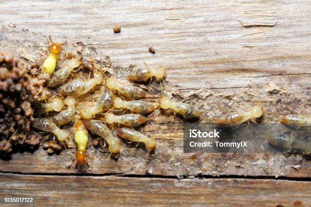 Termite On Wood Background Stock Photo - Download Image Now - Termite, House, Damaged