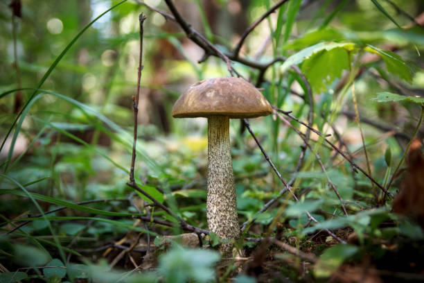 istock edible mushroom standing in the woods 1035021212