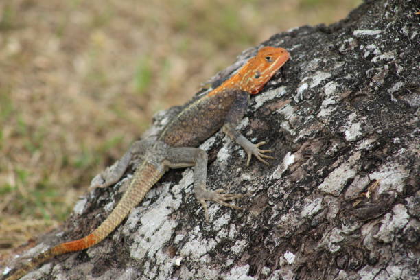 istock Animals of Gabon 1035021226