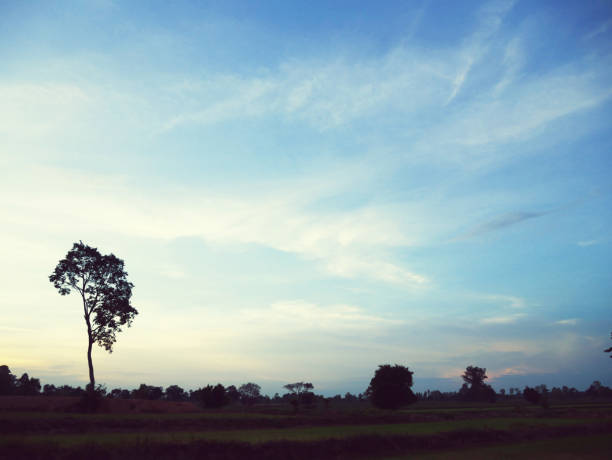 istock Beautiful Sunset, sunlight and tree field landscape in the evening. 1035021438